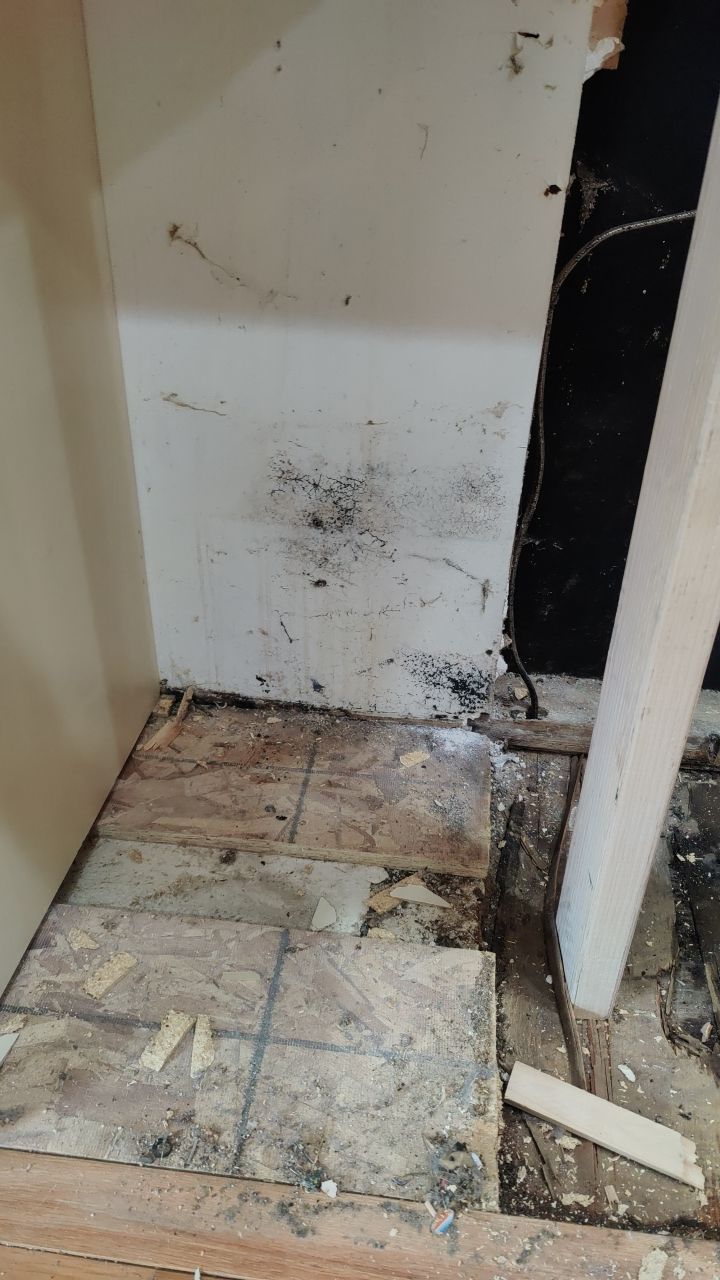 Mold Damage by Accountable Home Services