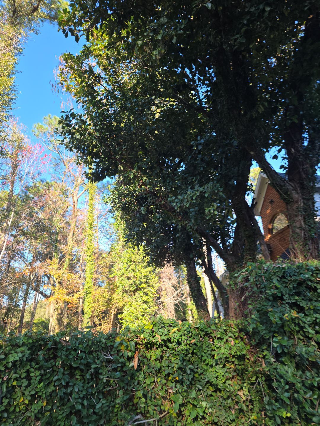 Deerwood Resident | Tree Service by ProGreen Services