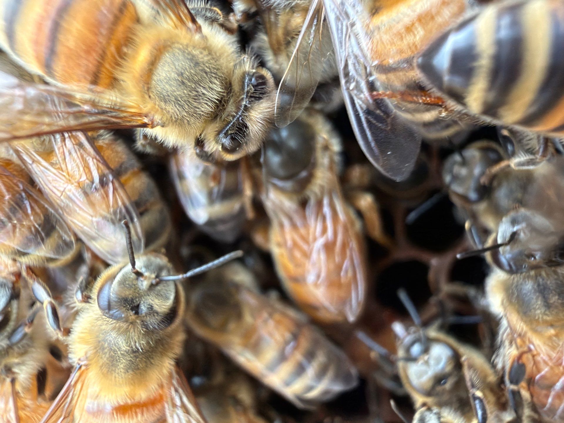 Commercial Rooftop Colony by Rockwall Honey Bee Company