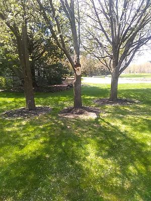 Tree Trimming using Tree Pruing