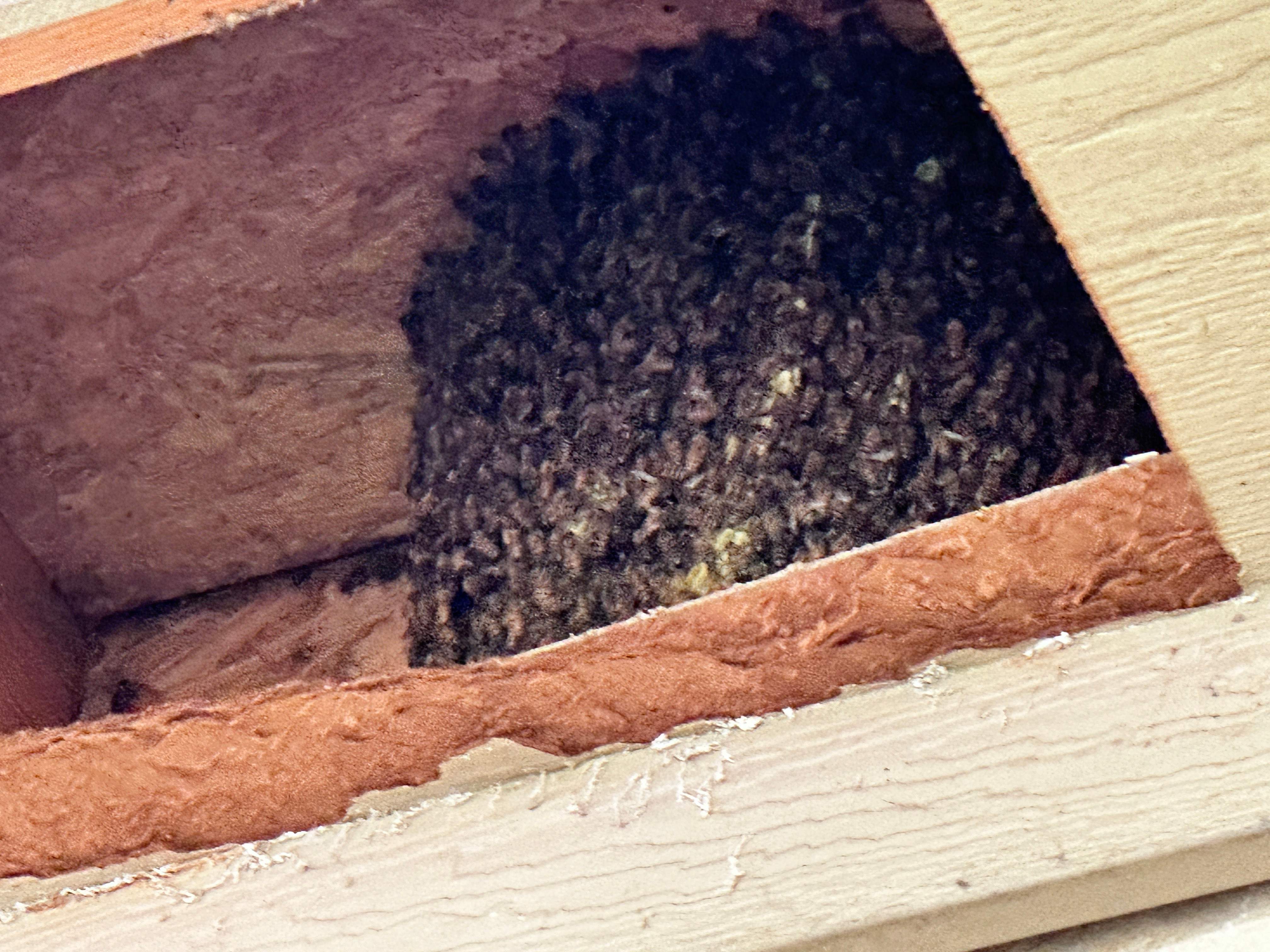 Neighborhood Swarm by Rockwall Honey Bee Company
