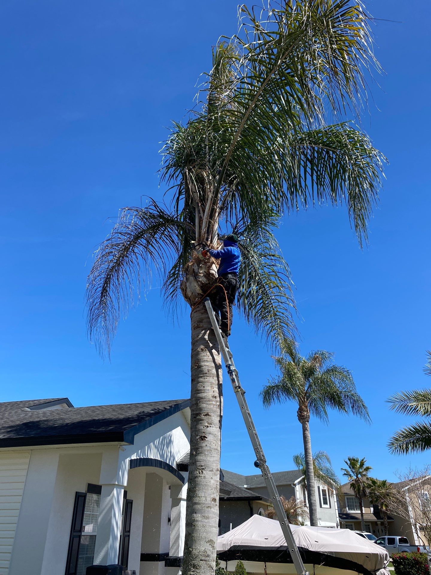 Residential | Tree Service by ProGreen Services