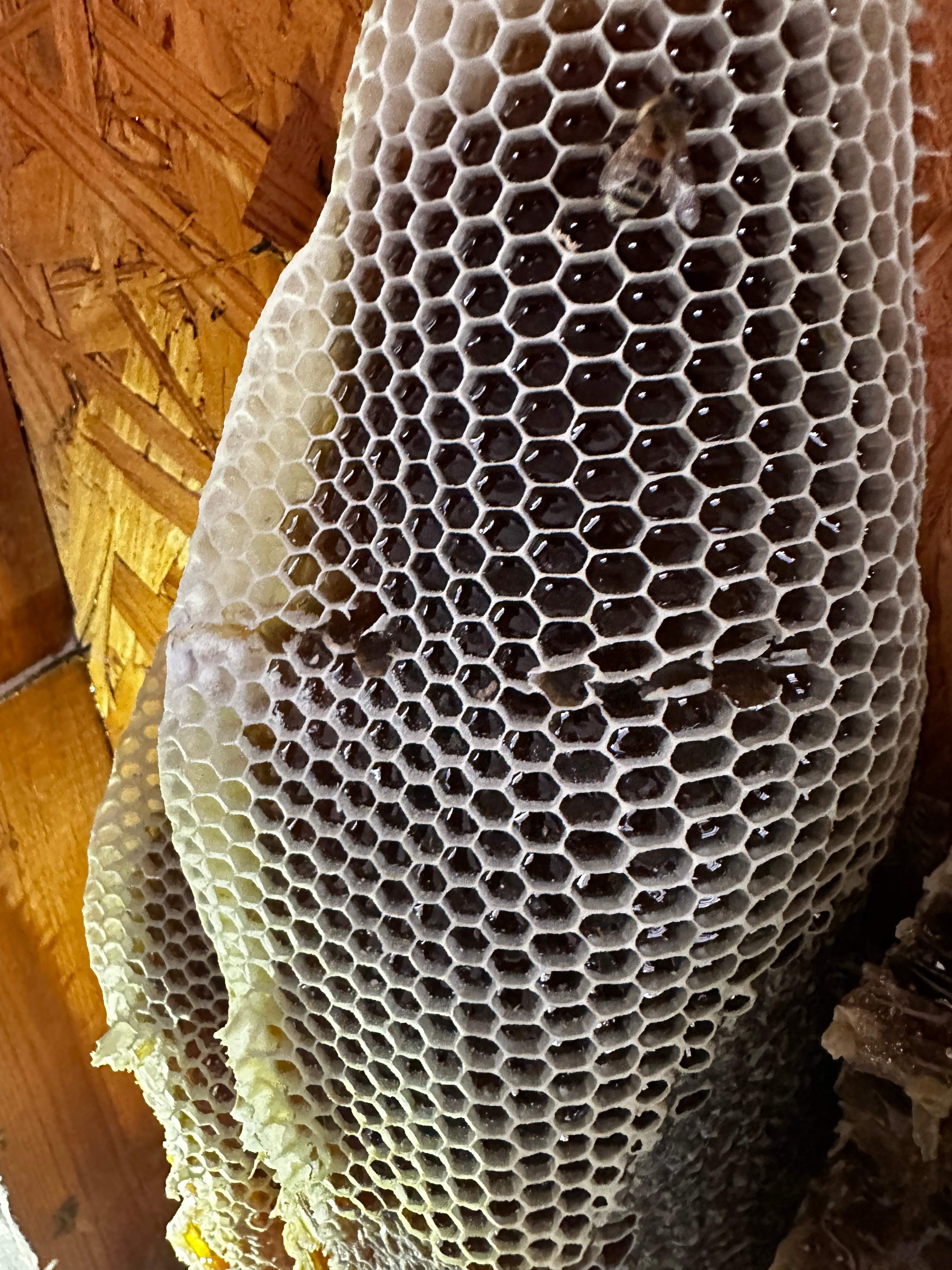Beautiful Fresh Comb by Rockwall Honey Bee Company