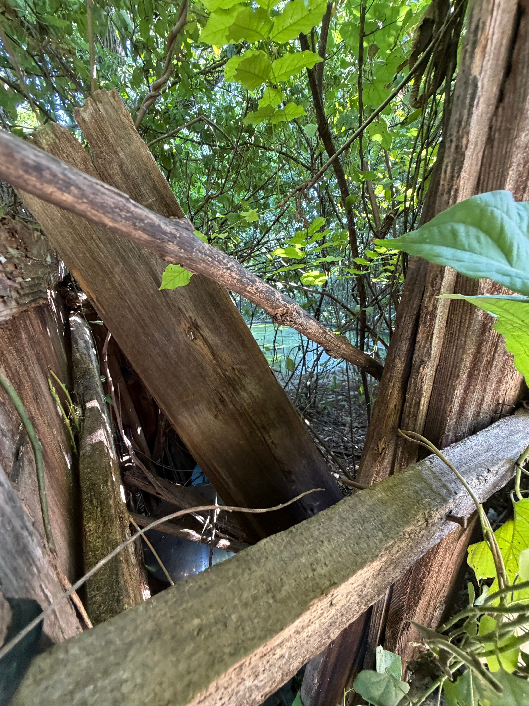 Warranted Removal by Rockwall Honey Bee Company