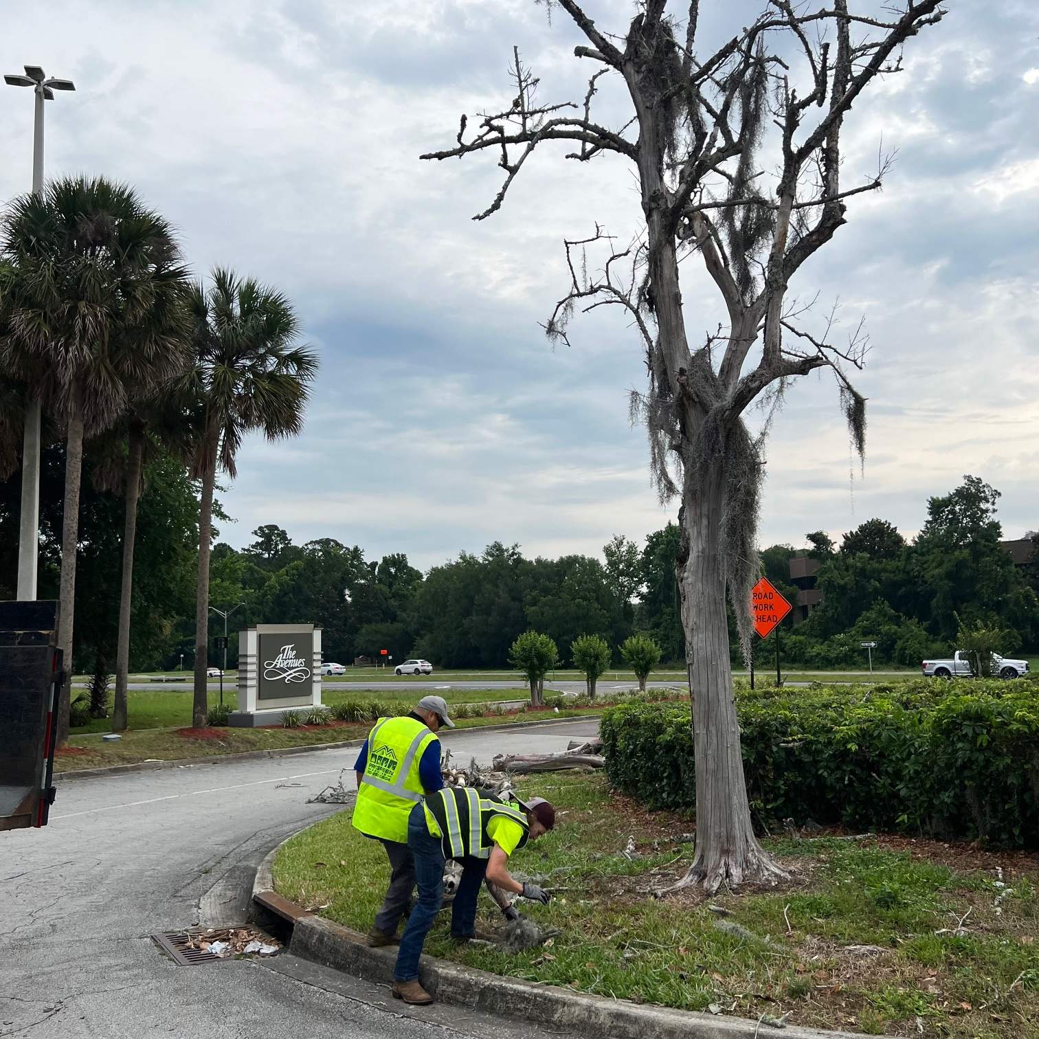 Tree Removal | Avenues Mall by ProGreen Services