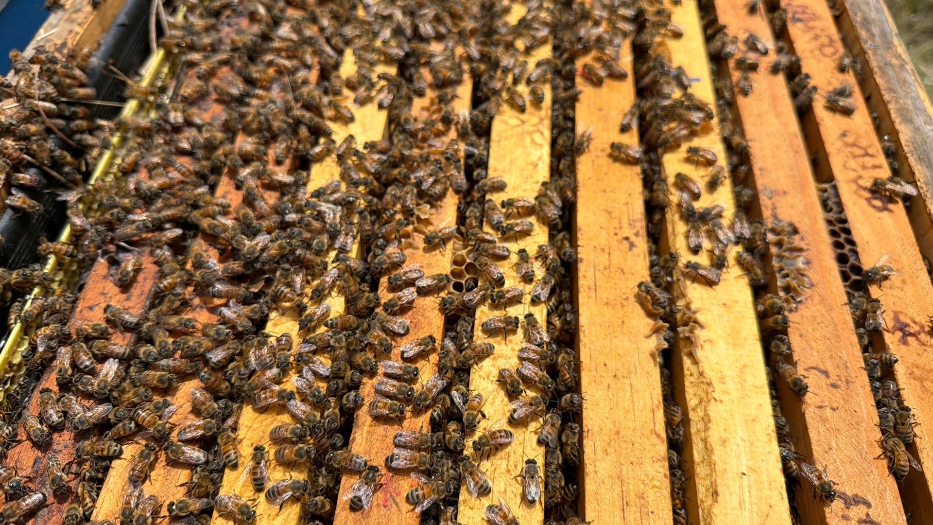 Porter & Pony Apiary by Rockwall Honey Bee Company