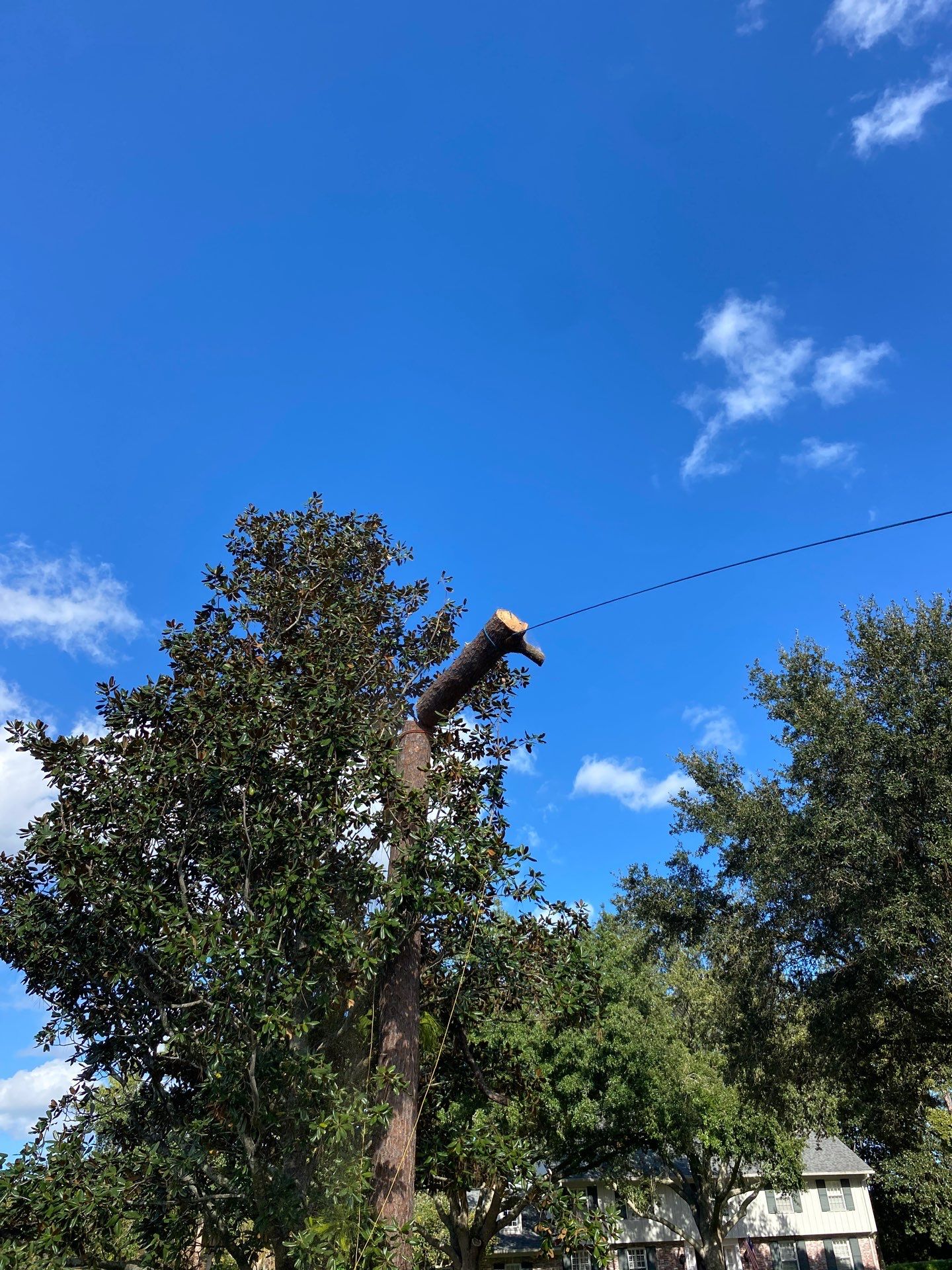 Deerwood Resident | Tree Removal by ProGreen Services
