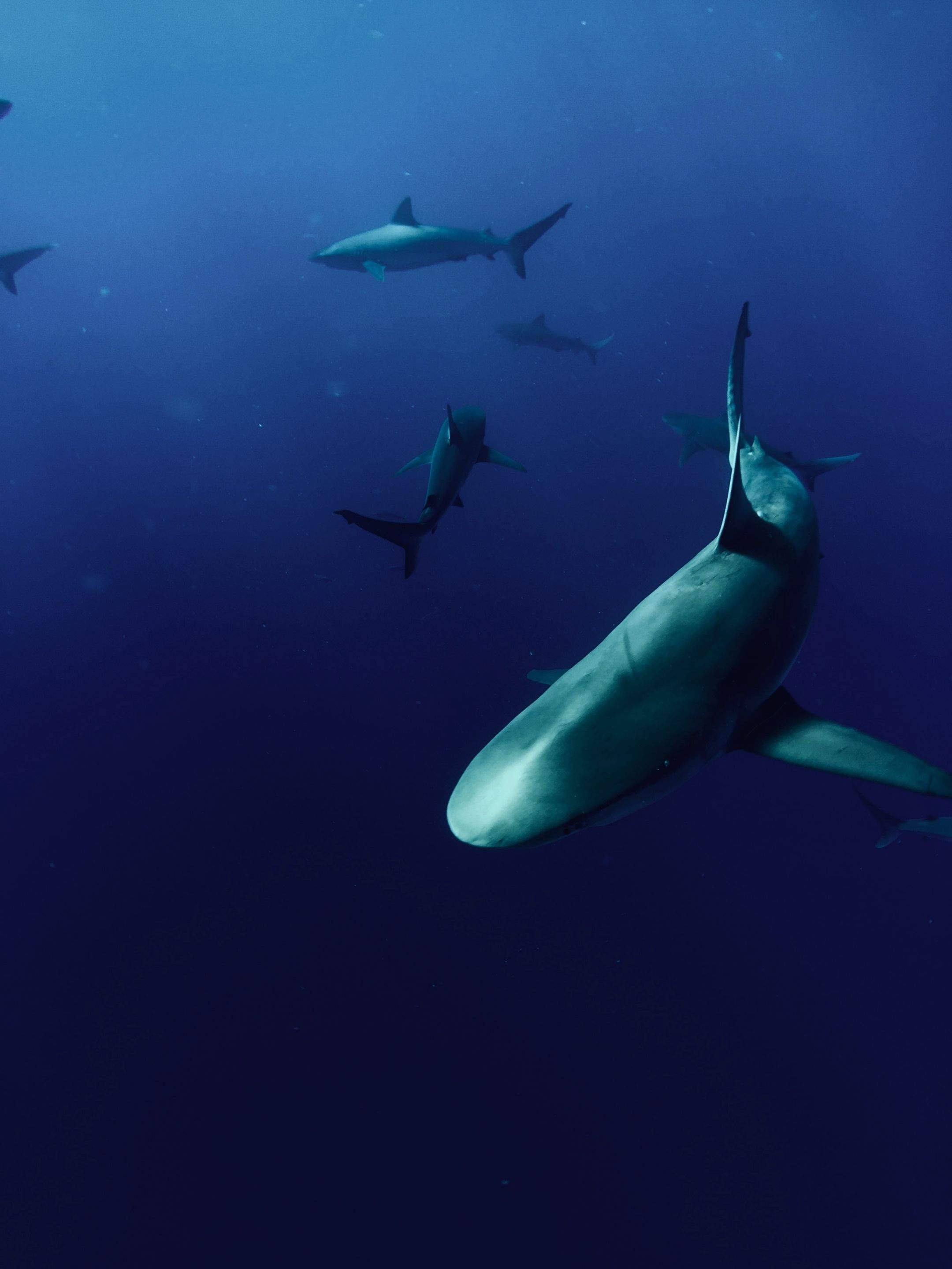 Sharks!!! by CompanyCam