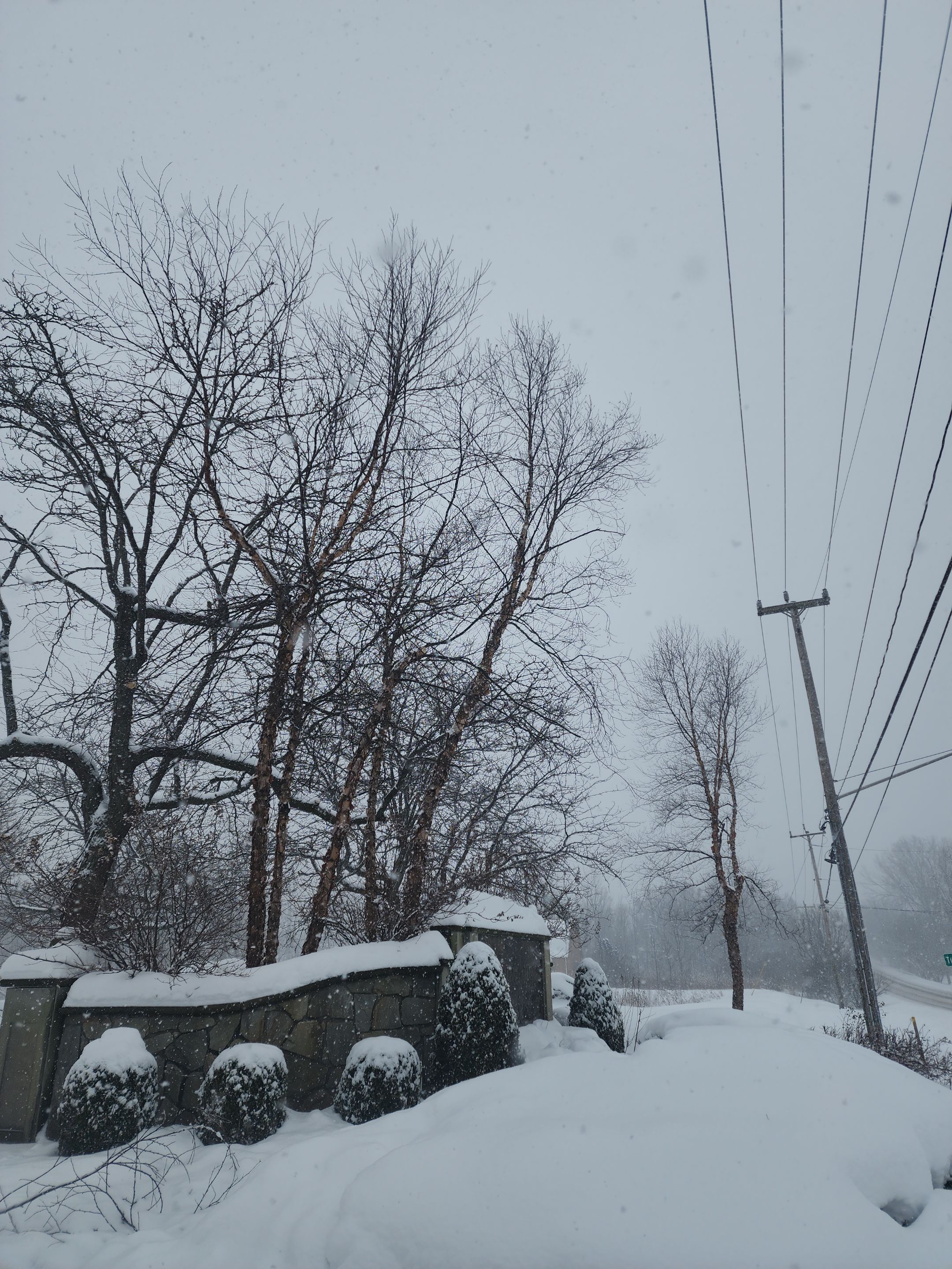 Tree Removal and Pruning by Treeman Tom LLC