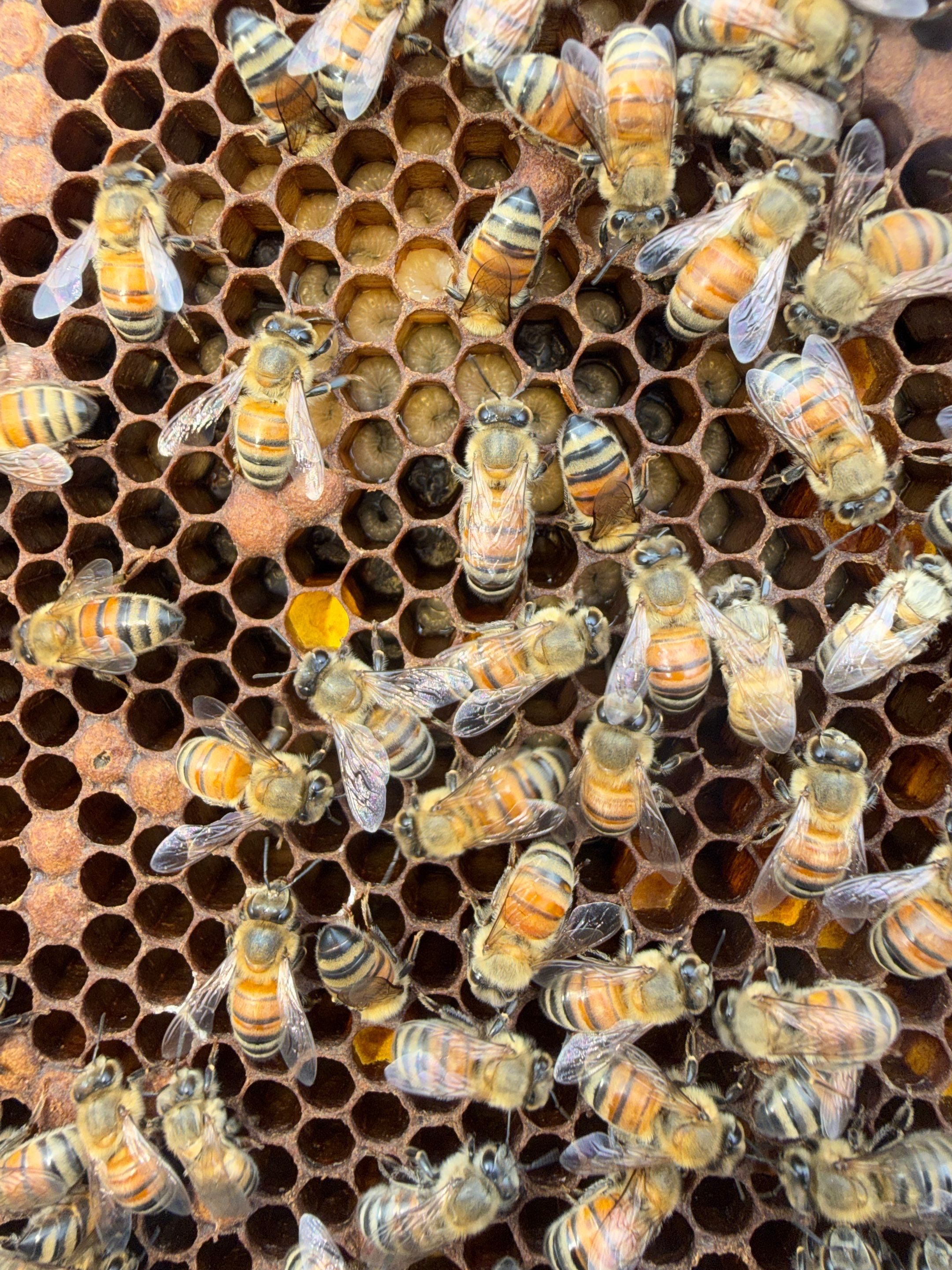 Momma K’s apiary by Rockwall Honey Bee Company