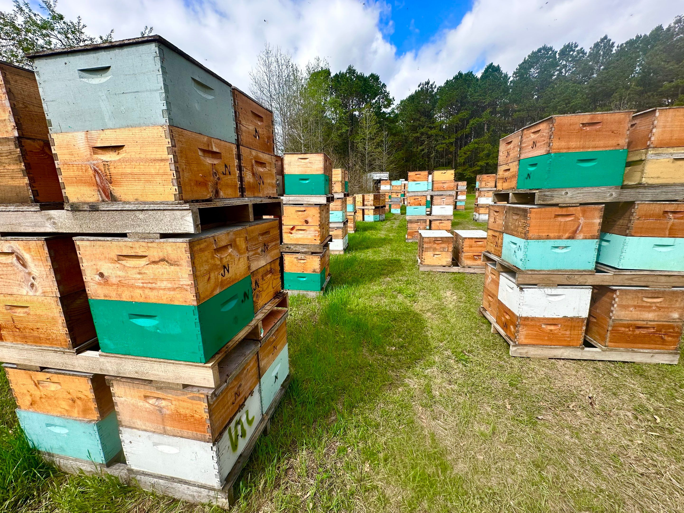 BeeGirl ETX HQ by Rockwall Honey Bee Company