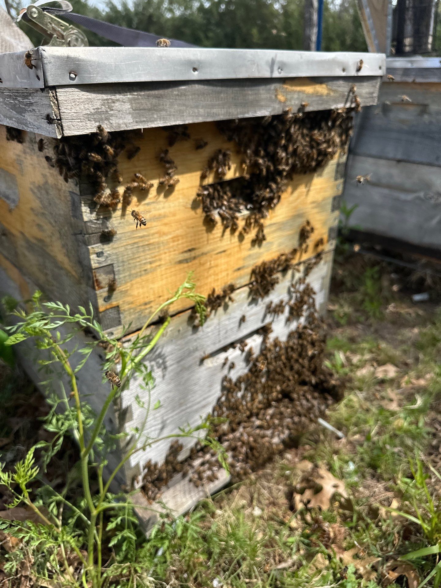 Bees by the Lot by Rockwall Honey Bee Company