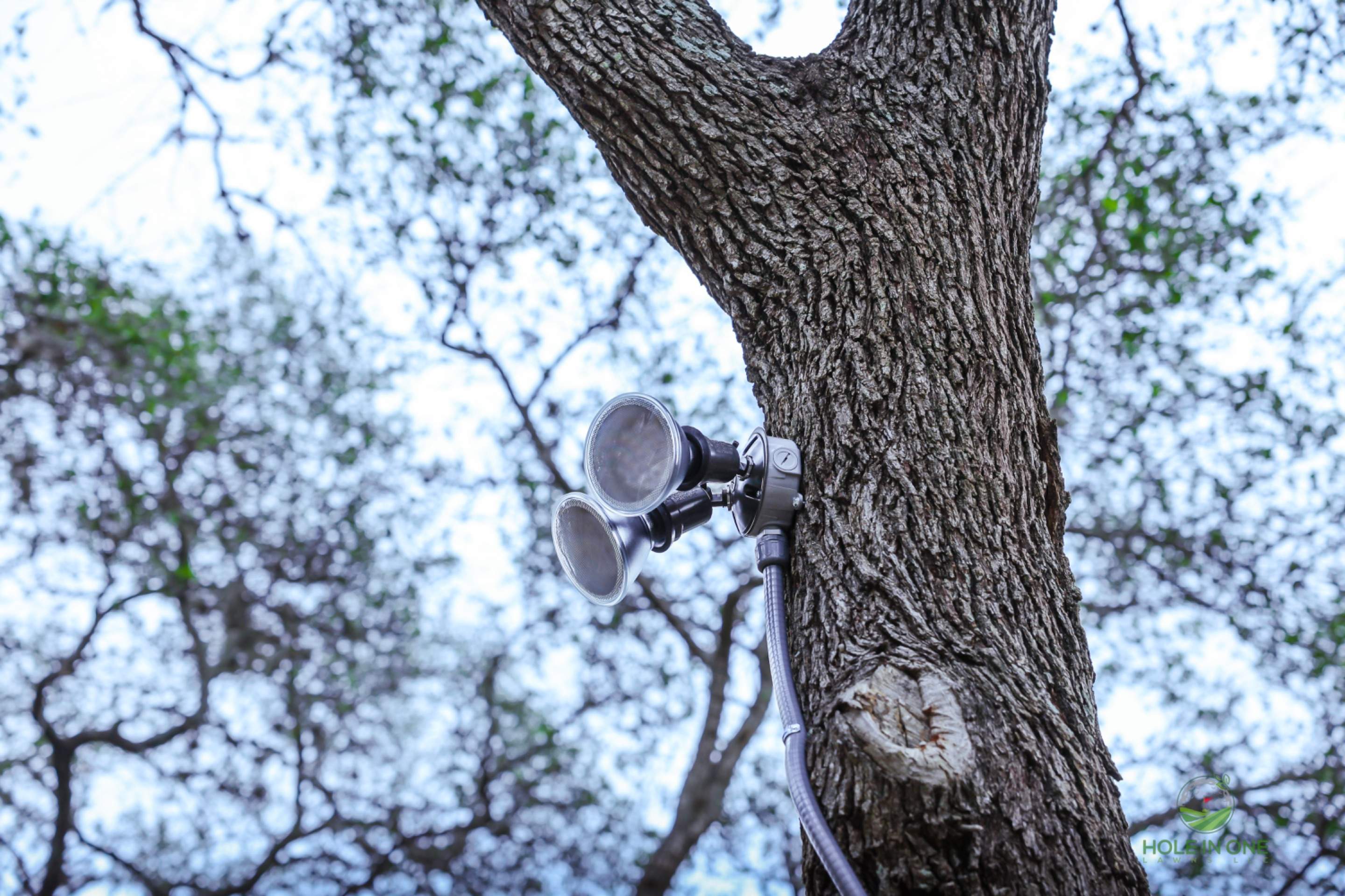 Hidden Forest, San Antonio TX by Hole In One Lawns, LLC
