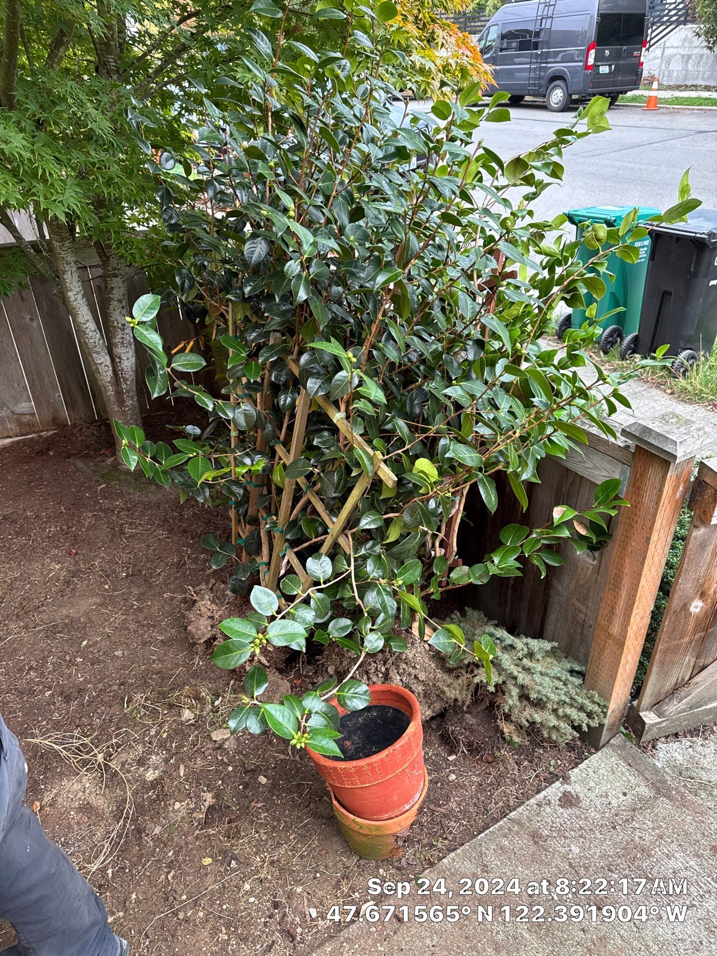 Paver Walkway & Turf Installation | Seattle  by Jireh Asphalt & Concrete Inc 