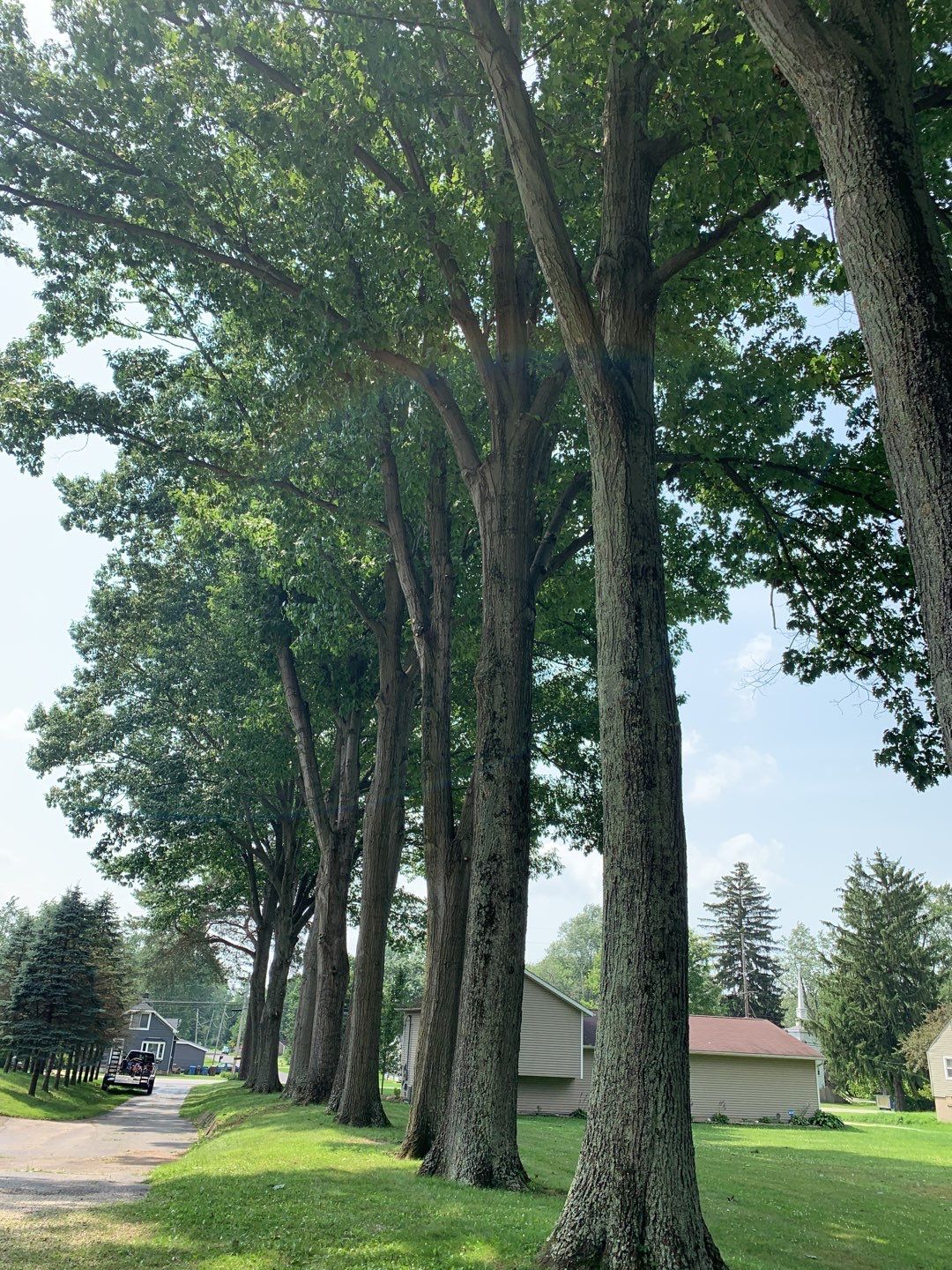 Tree Trimming by Mike Jones & Sons Tree Service LLC 