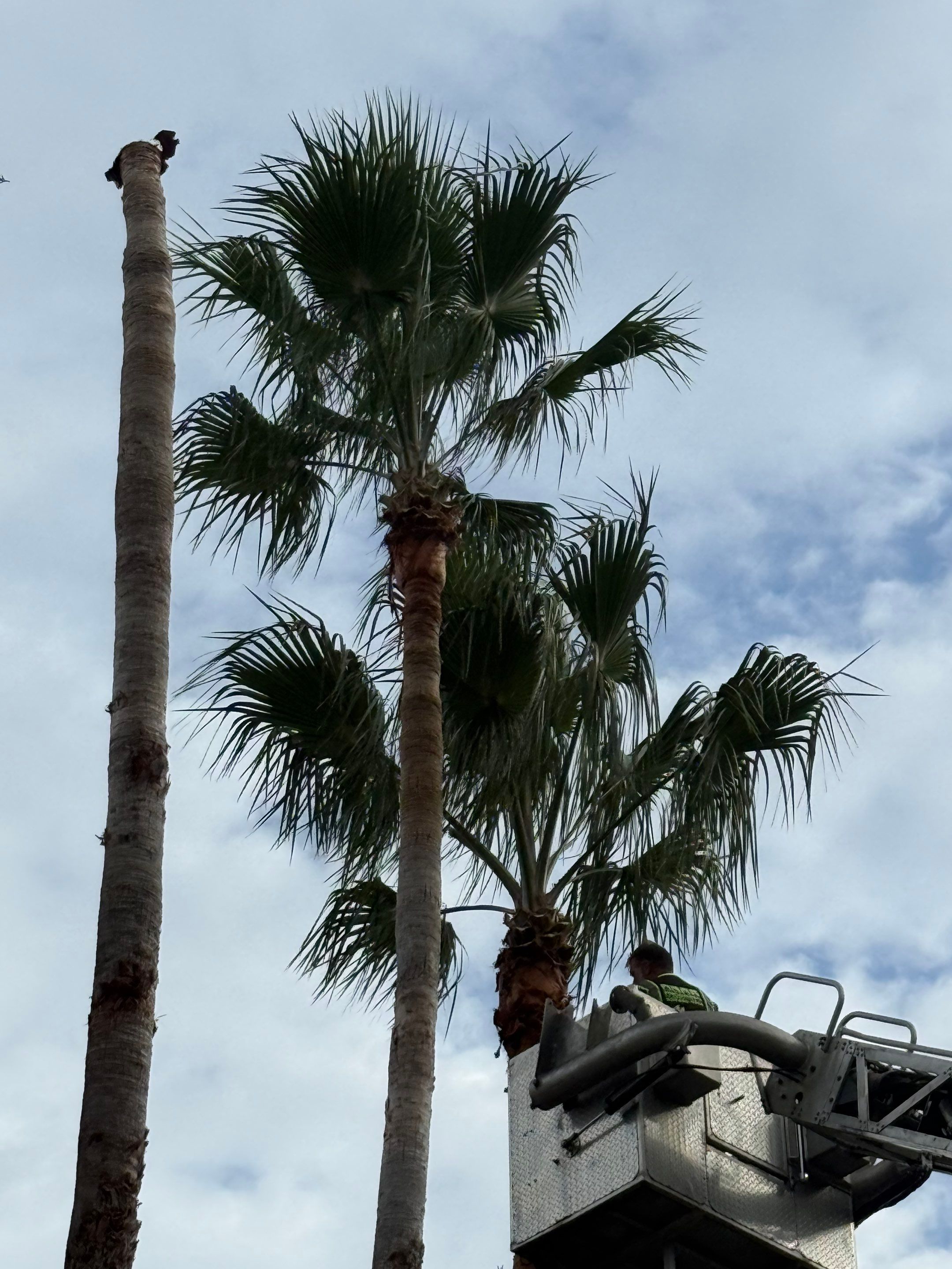 Volunteer Work | Episcopal High School of Jacksonville by ProGreen Services