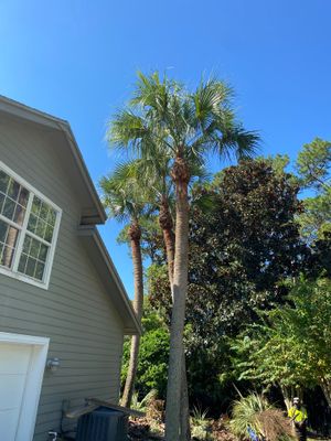 Deerwood Resident | Palm Tree Trimming