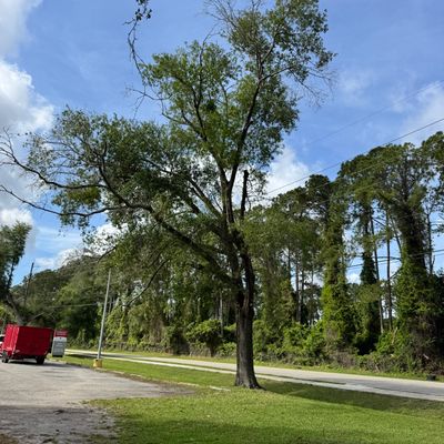 Commercial | Tree Removal
