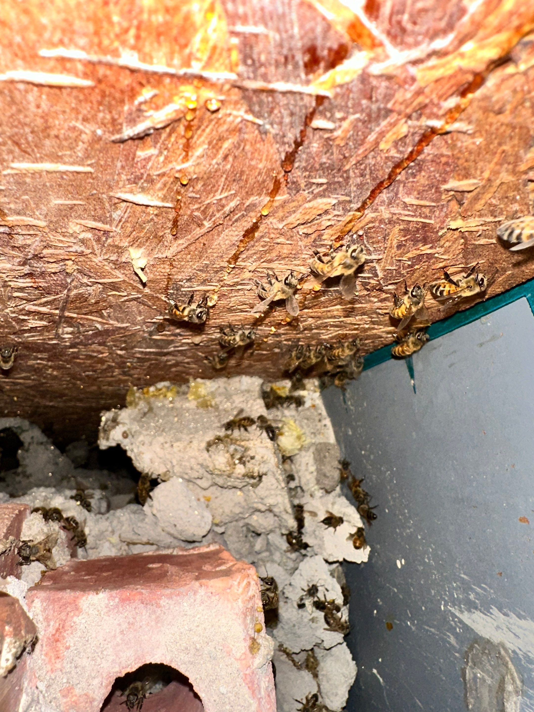 Bees Behind Bricks by Rockwall Honey Bee Company