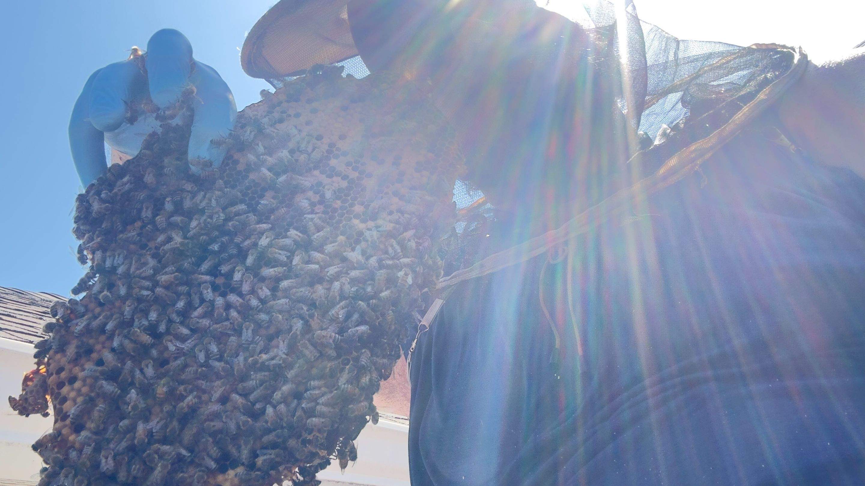 Rooftop by Rockwall Honey Bee Company