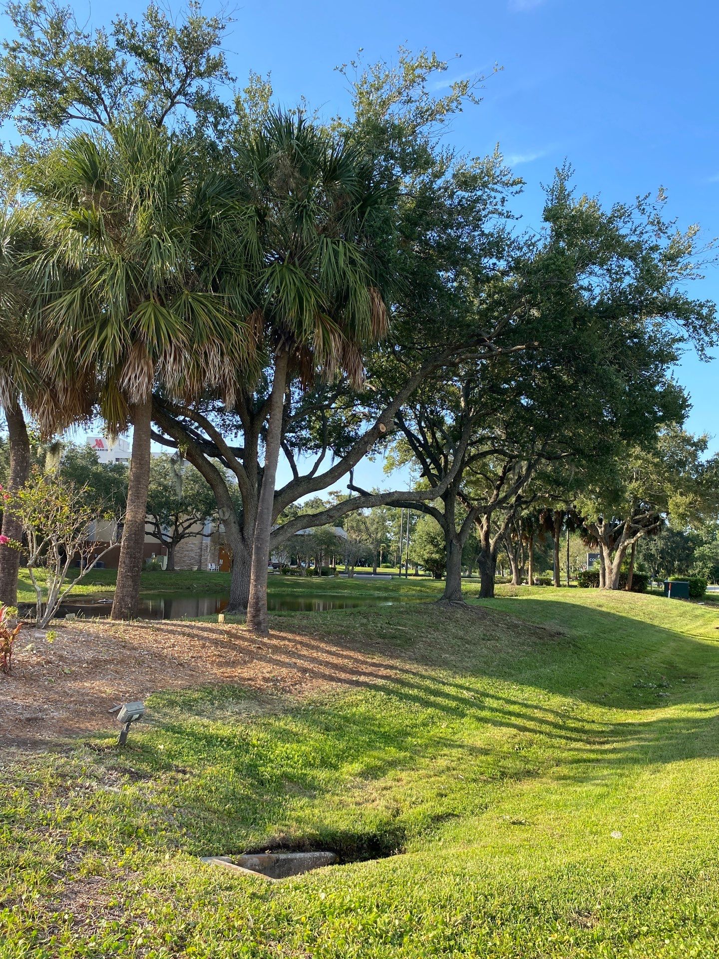 Tree & Shrub Removal | Marriott Hotel by ProGreen Services