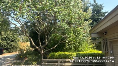 Tree Pruning for Driveway and House Clearance on Mercer Island