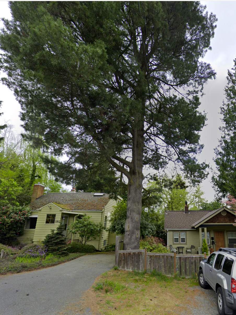 π² Seattle Tree Removal β Failing Western White Pine Over Home | ISA Certified Arborist Project by Sound Tree Care LLC