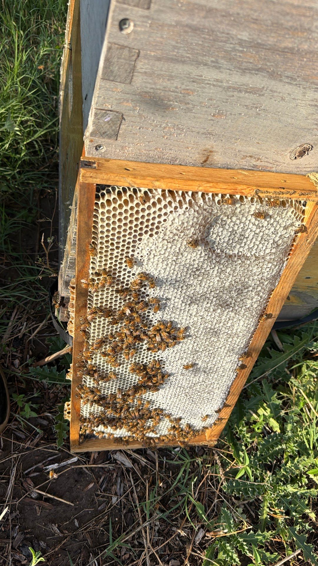 Bees at the Bank! by Rockwall Honey Bee Company