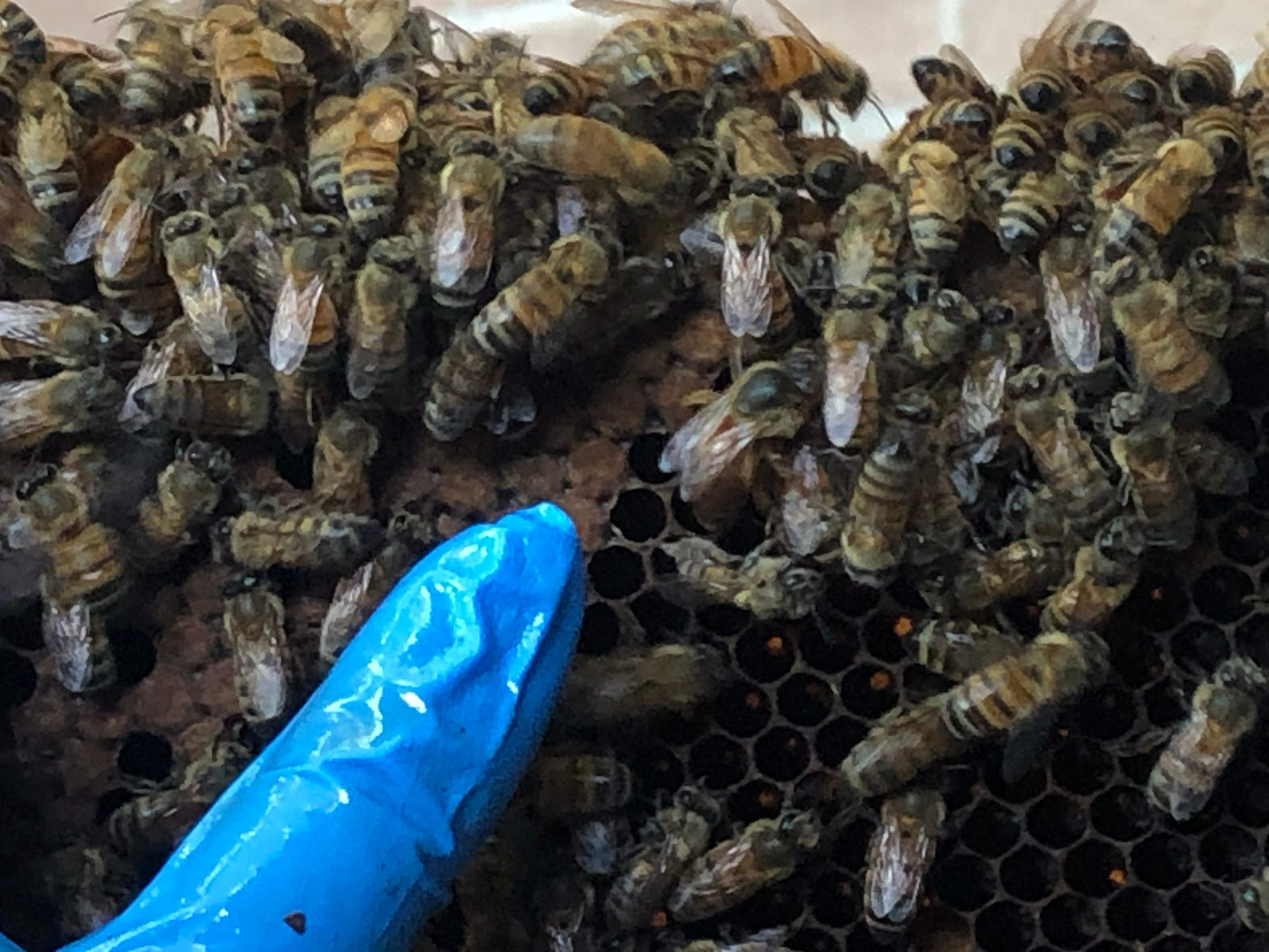 Bearding Bees by Rockwall Honey Bee Company