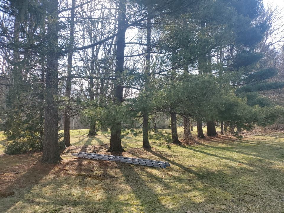 Tree Removal using Tree Removal by Mike Jones & Sons Tree Service LLC 