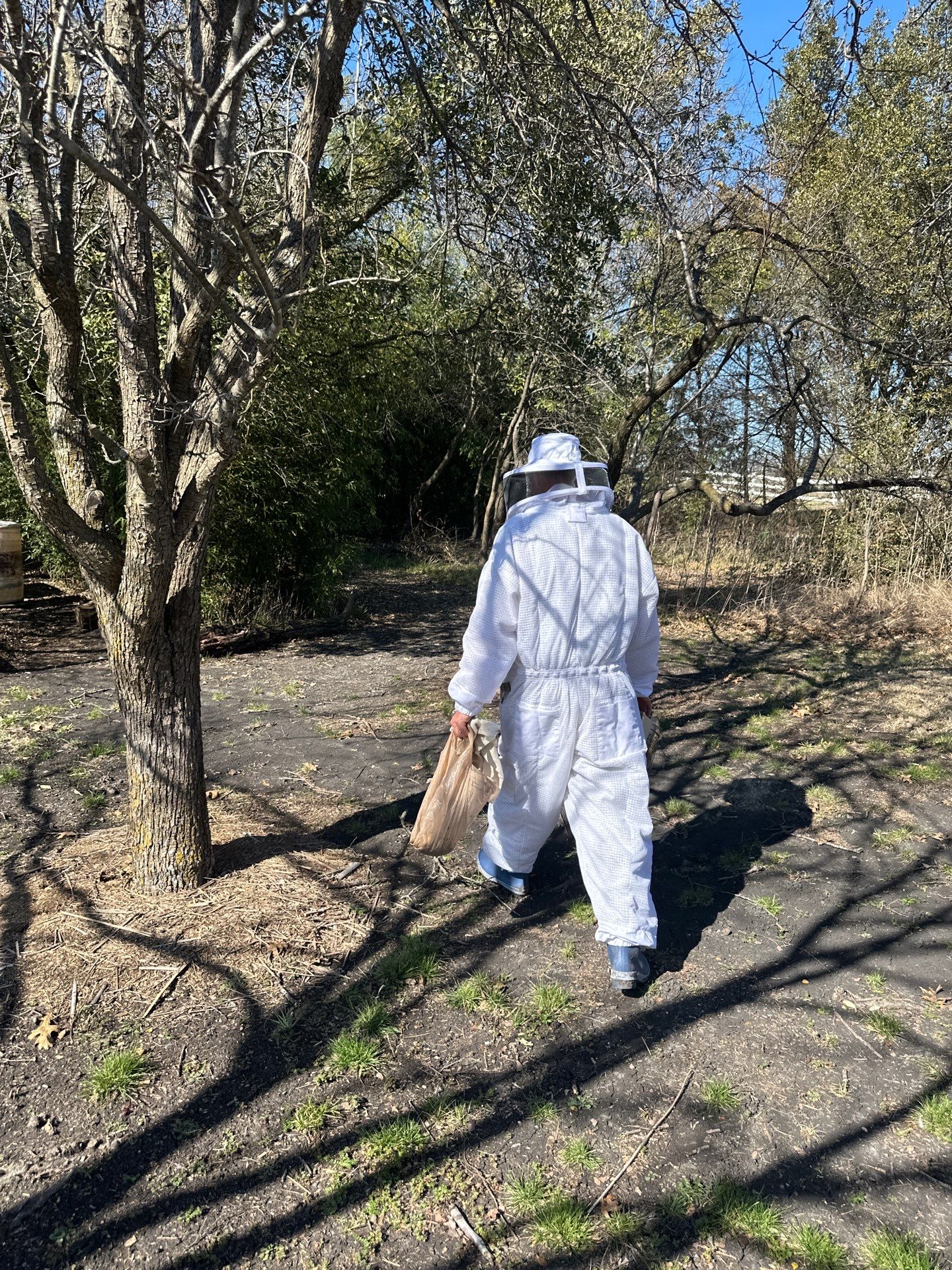 Honey bee hives in trees.. right here in Rockwall! by Rockwall Honey Bee Company