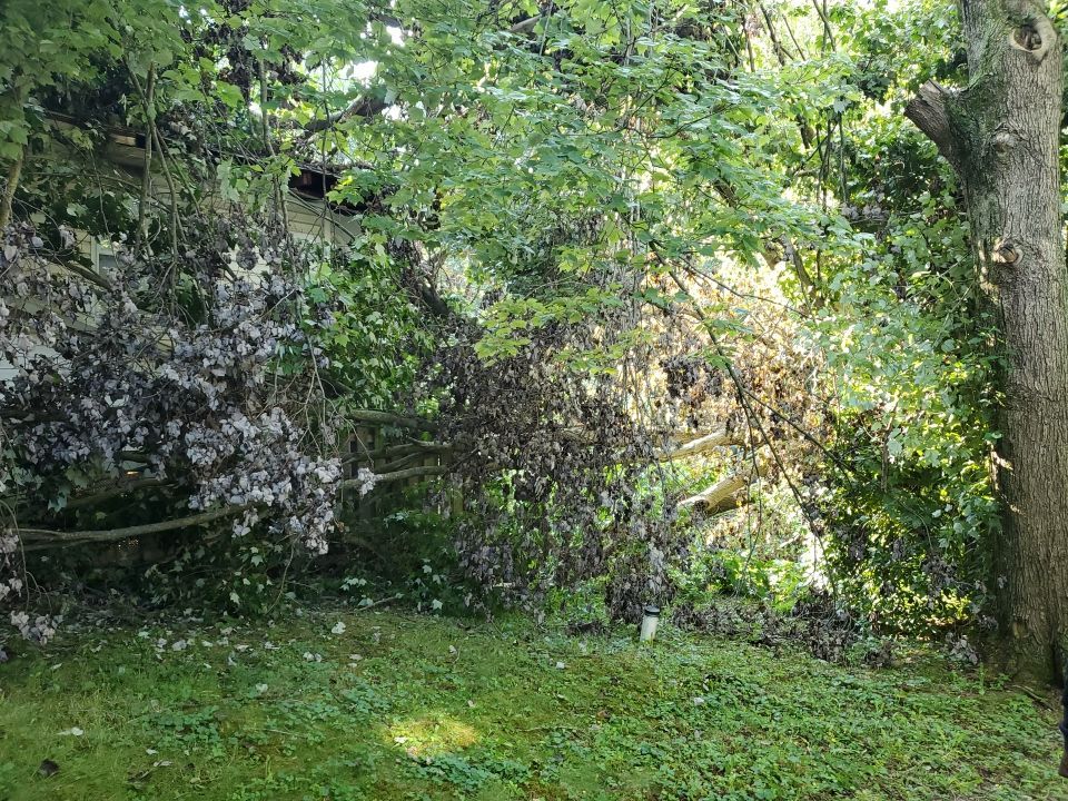 Storm Damaged Tree Removal  by Mike Jones & Sons Tree Service LLC 