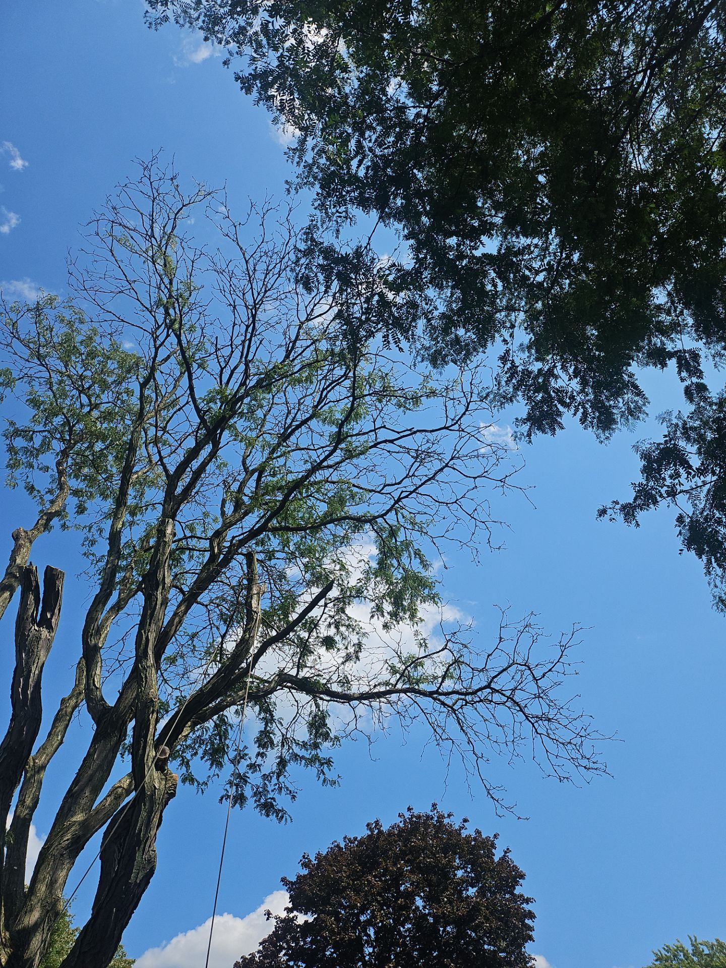 Tree Removal using Tree Removal by Mike Jones & Sons Tree Service LLC 