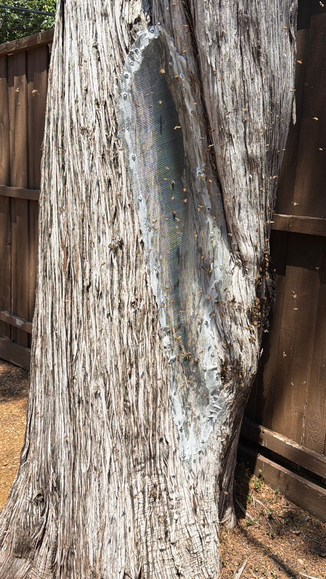 Cavern-Crack Tree Bees by Rockwall Honey Bee Company