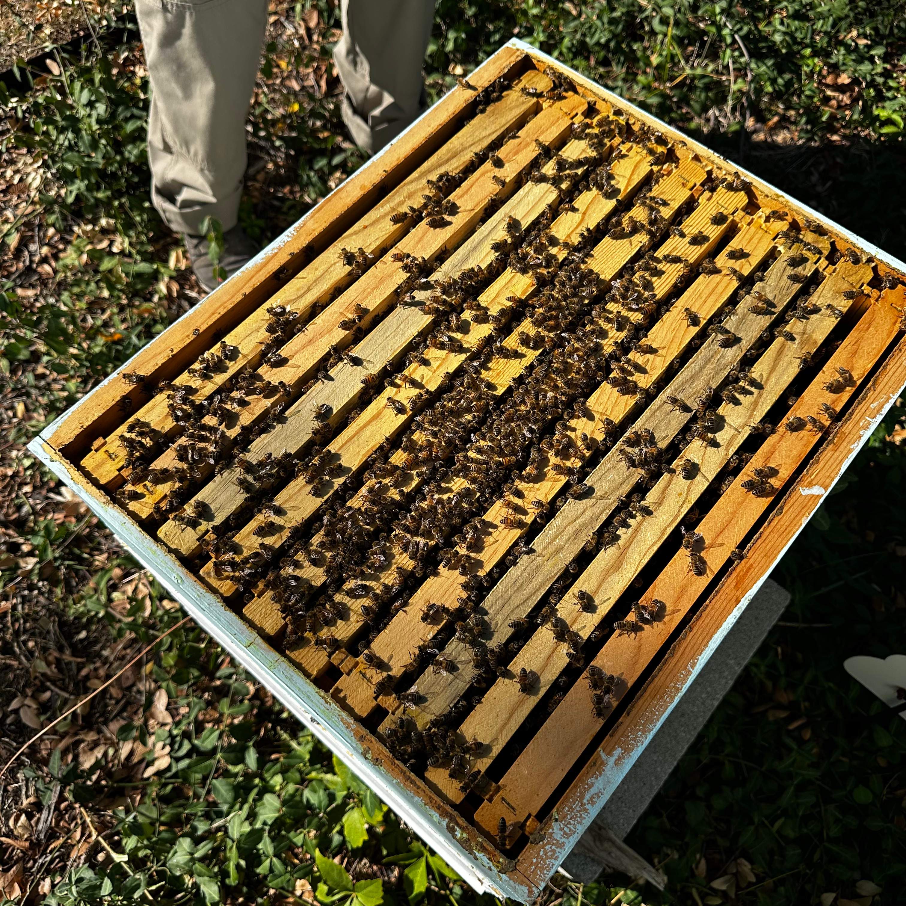 Final Beauty of 2024 by Rockwall Honey Bee Company