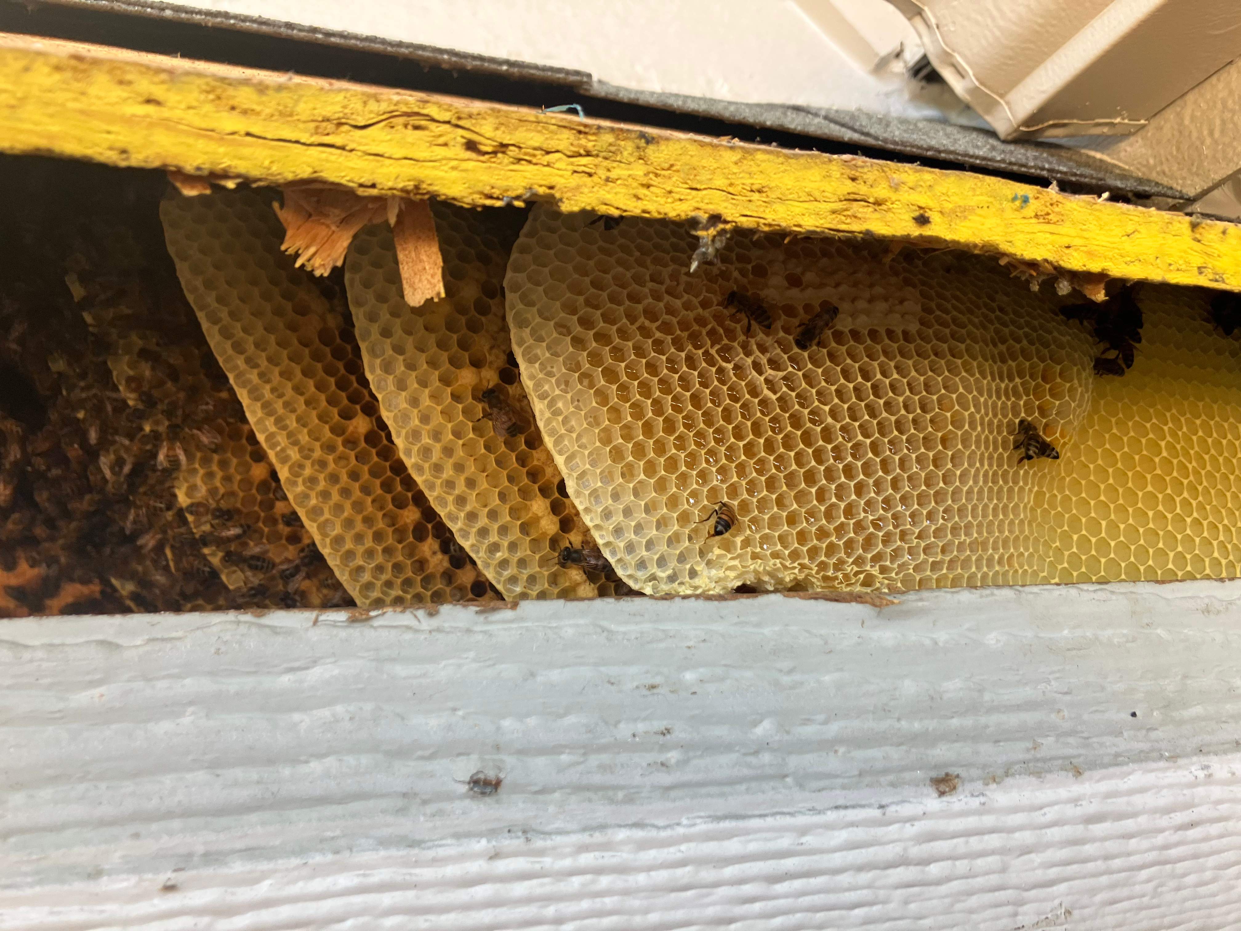 Dormer Window by Rockwall Honey Bee Company