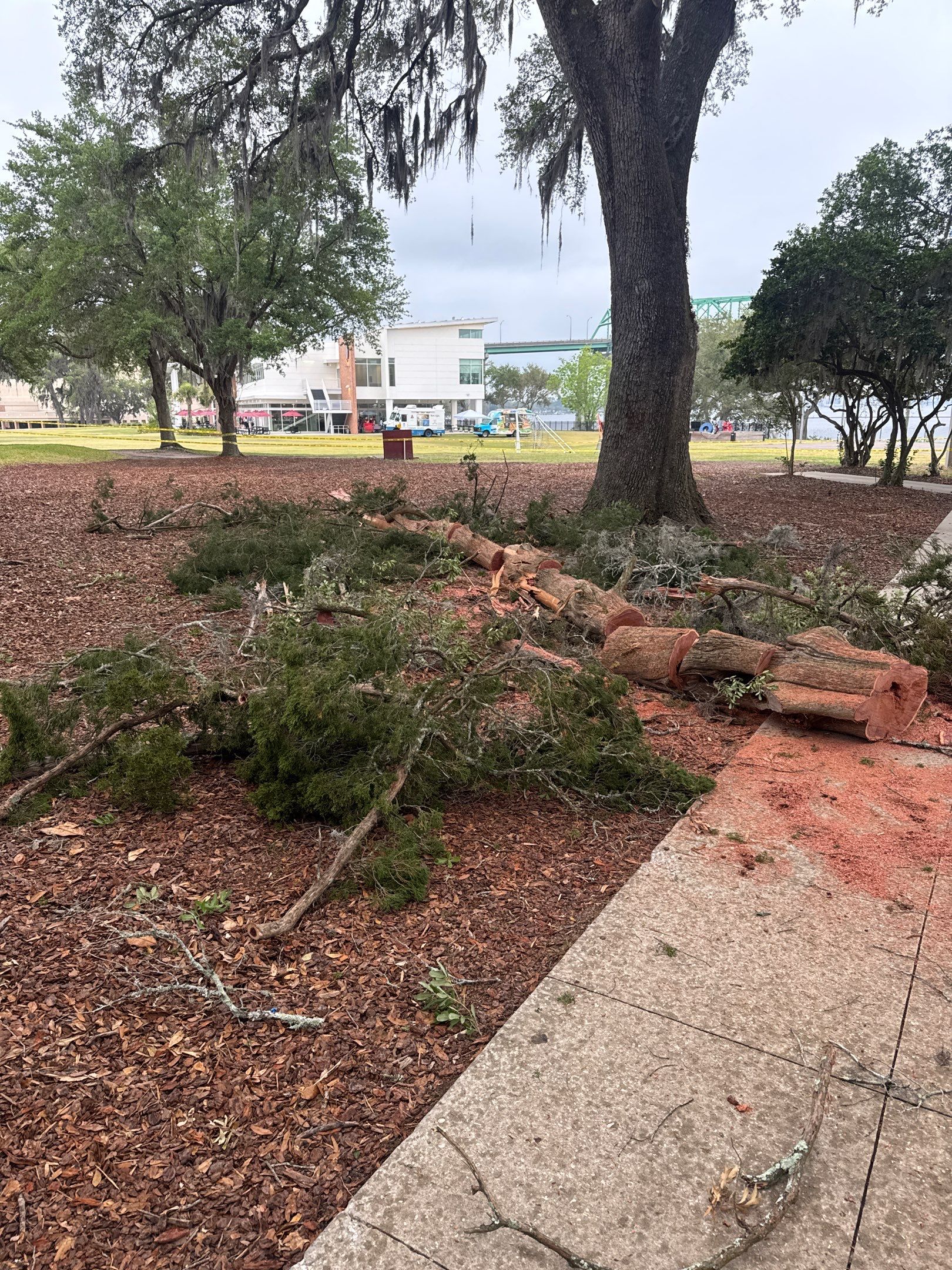 Episcopal School of Jacksonville | Tree Service by ProGreen Services