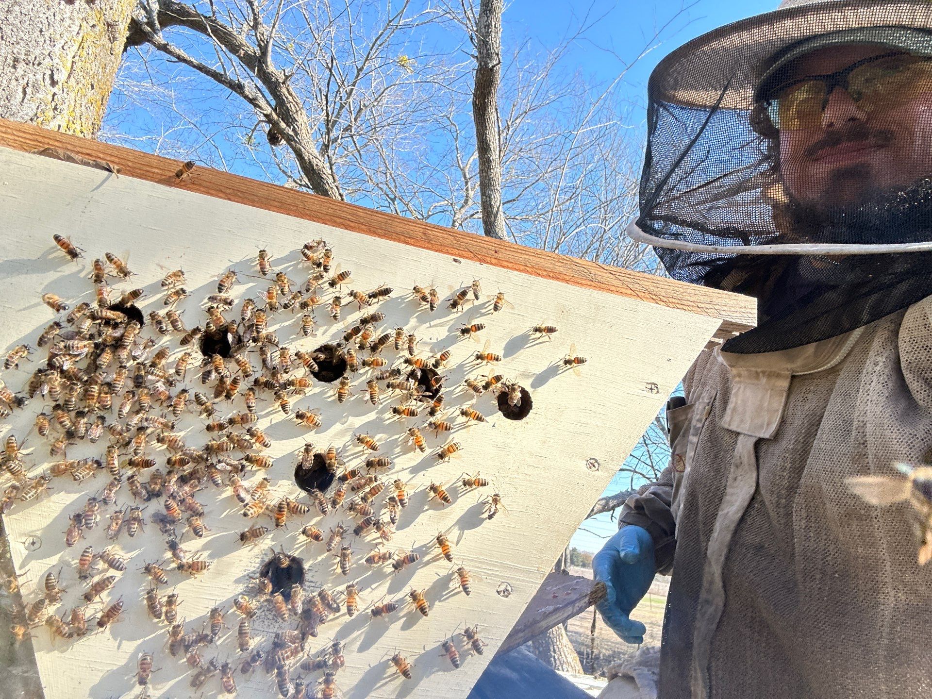 Honey bee hives in trees.. right here in Rockwall! by Rockwall Honey Bee Company