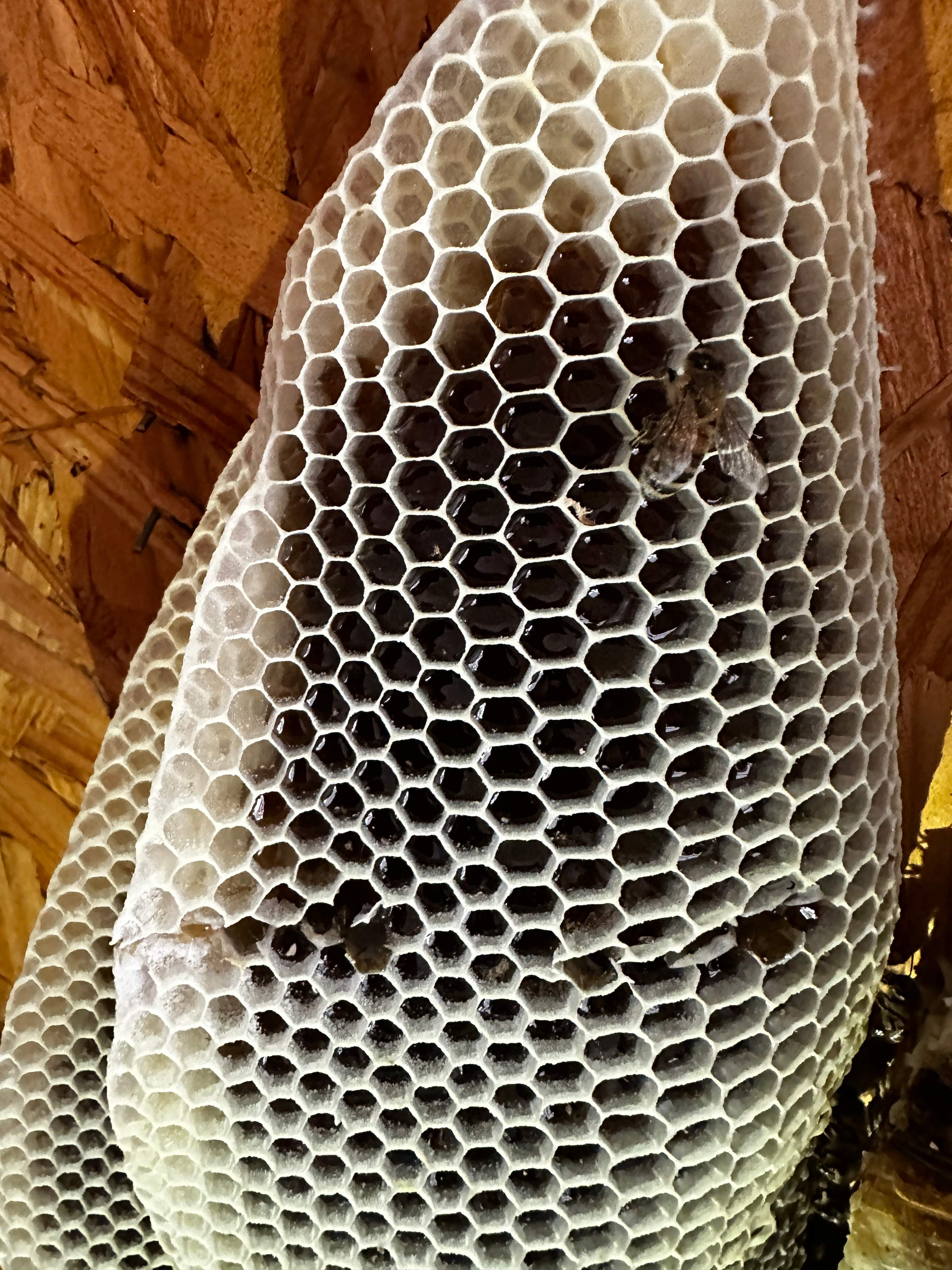 Beautiful Fresh Comb by Rockwall Honey Bee Company