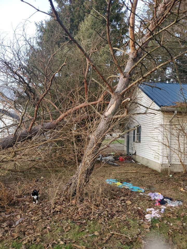 Storm Damaged Tree Removal  using Tree Removal by Mike Jones & Sons Tree Service LLC 