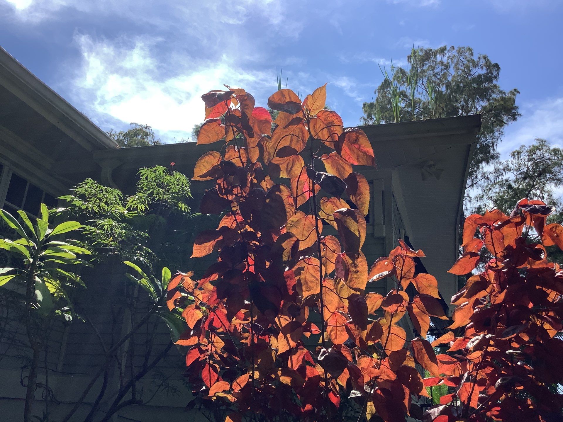 Leaf Guard System in Fort Myers FL by Gutter Professors