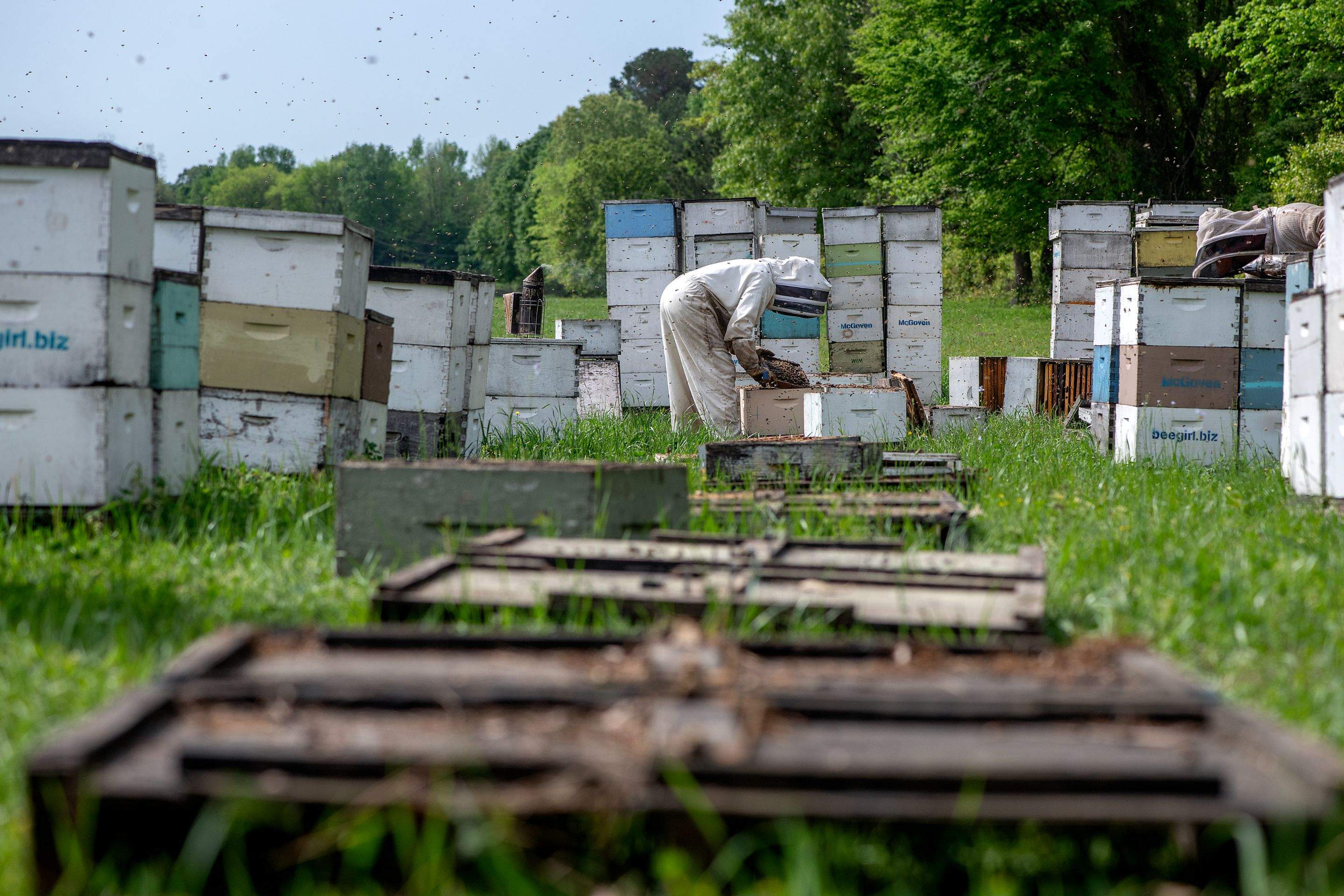 Splits in East Texas by Rockwall Honey Bee Company