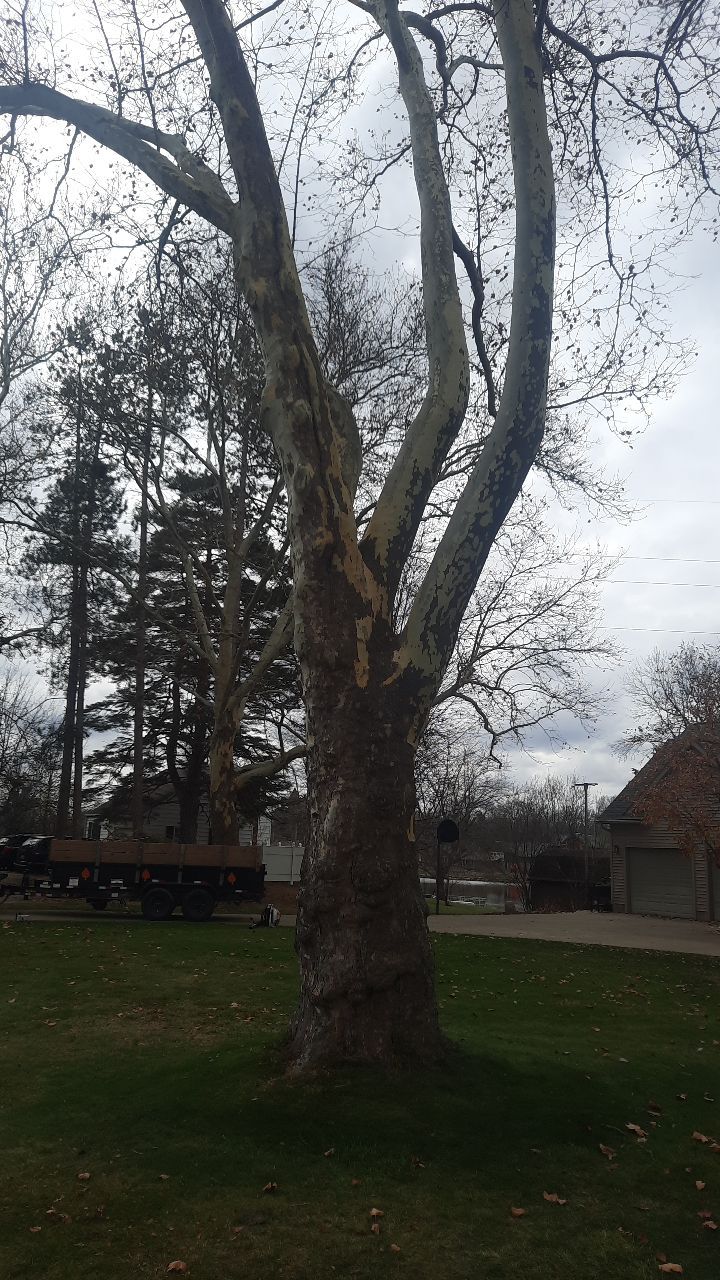 Tree Trimming using Tree Pruing by Mike Jones & Sons Tree Service LLC 