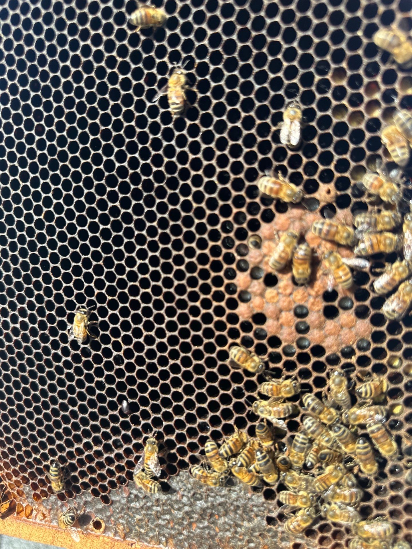 Downtown Apartment Rooftop  by Rockwall Honey Bee Company