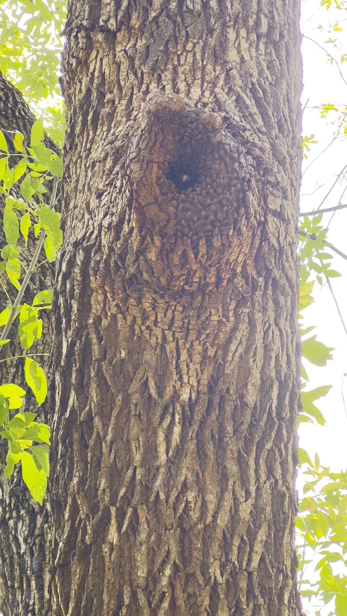 Two Trees One Yard by Rockwall Honey Bee Company