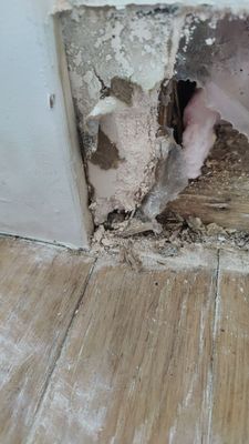 Mold Remediation