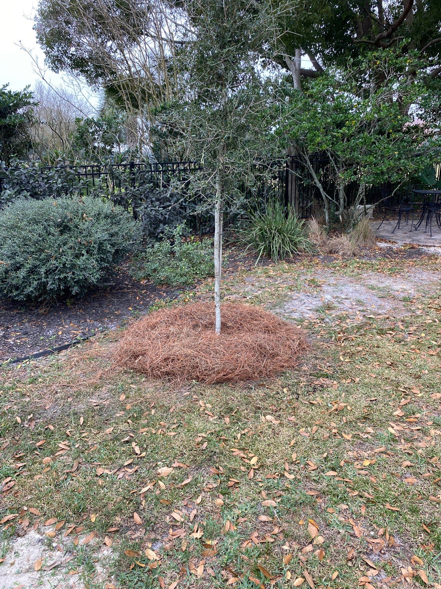 Deerwood | Live Oak Planting Project  by ProGreen Services