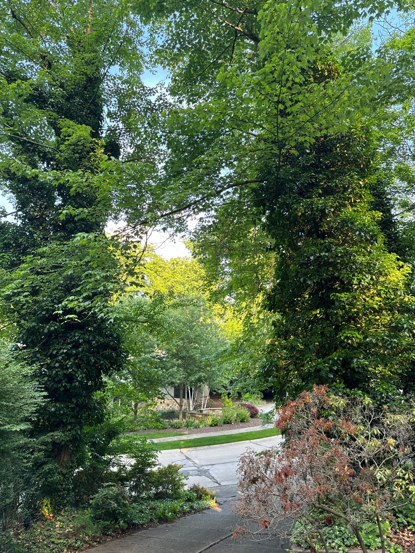 Tree Trimming using Tree Pruing by Mike Jones & Sons Tree Service LLC 