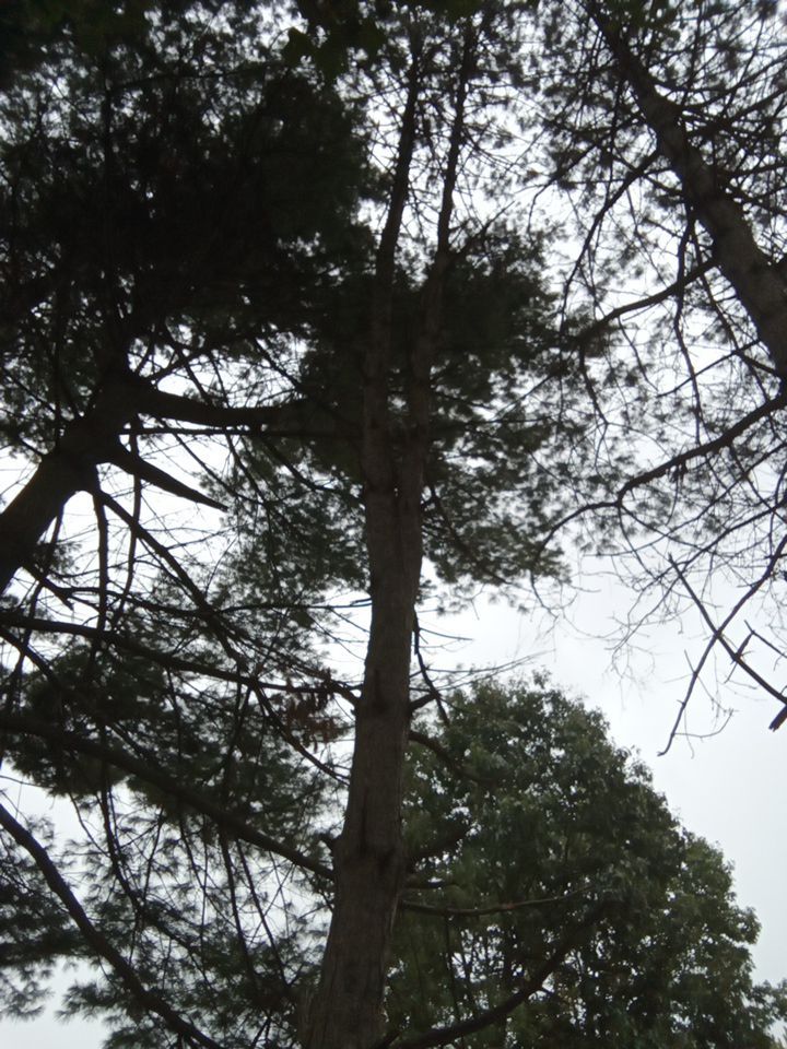 Tree Removal using Tree Removal by Mike Jones & Sons Tree Service LLC 