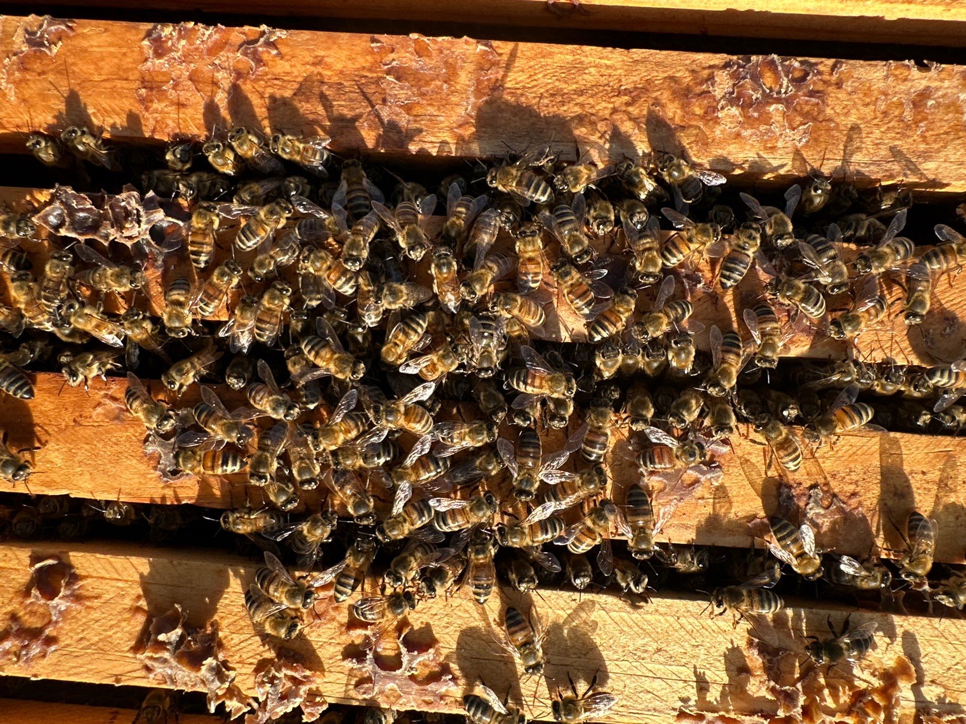 Downtown Apartment Rooftop  by Rockwall Honey Bee Company